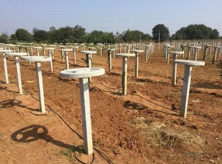 RCC Dragon Fruits Pole